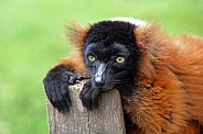 Red ruffed Lemur (Varecia rubra)