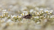 Red-spotted toad, Anaxyrus punctatus