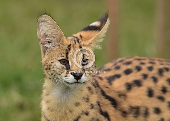 Serval Serval