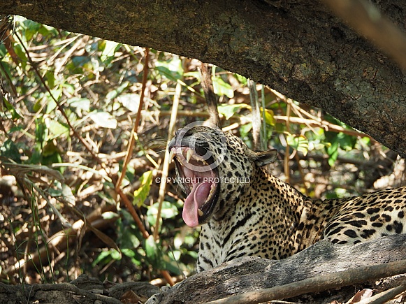 Jaguar