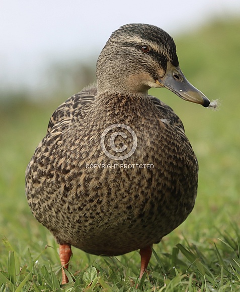 Mallard Duck