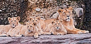 Lioness and Cubs