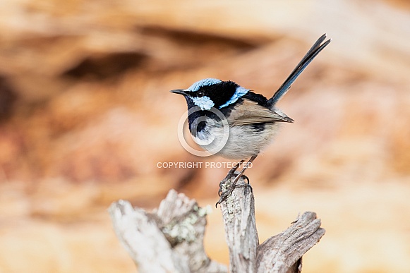 Superb fairy wren (wild)