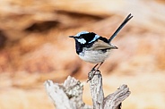 Superb fairy wren (wild)