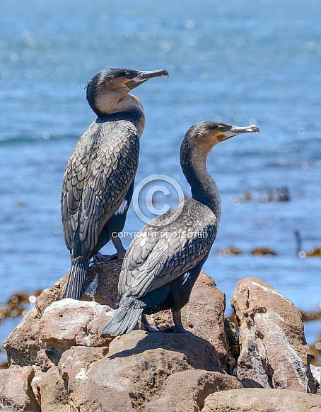 Juvenile Cape Cormorants Juvenile Cape Cormorants