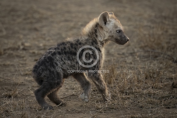 Hyena