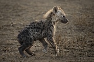 Hyena