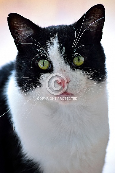 Domestic Cat Tuxedo Shorthair
