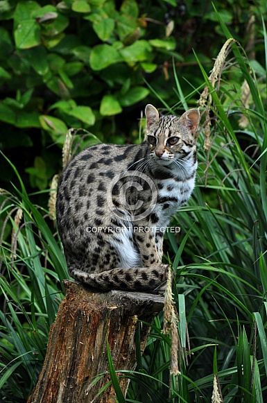 Leopard Cat (Prionailurus bengalensis)