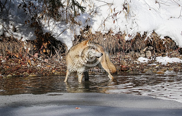 Gray or grey wolf in winter Gray or grey wolf in winter