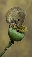 Harvest Mouse