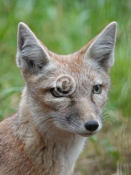 Corsac Fox Corsac Fox