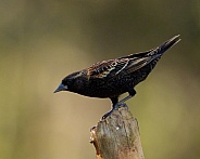 Female Red-winged Blackbird