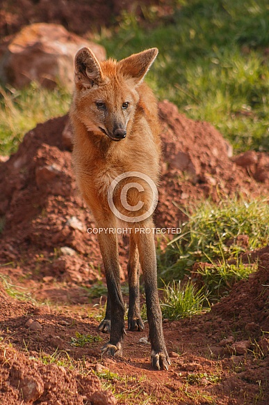 Maned Wolf Standing Tall