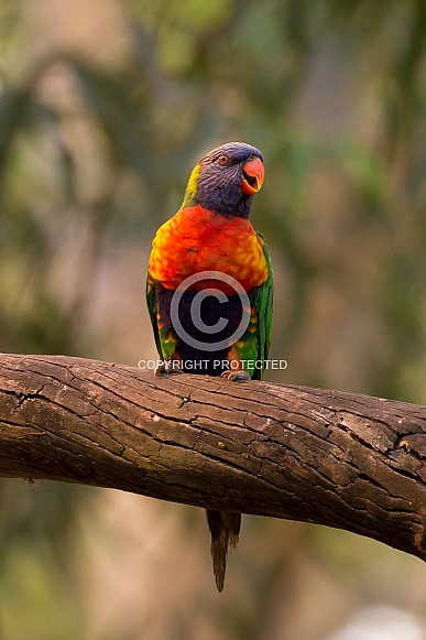 Rainbow lorikeet Rainbow lorikeet