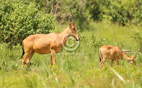 Jackson's Hartebeest