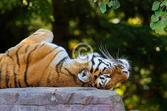 Amur Tiger