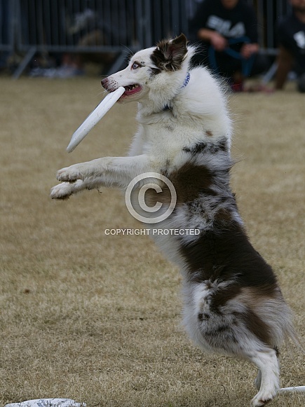 Border Collie or Australian Shepherd