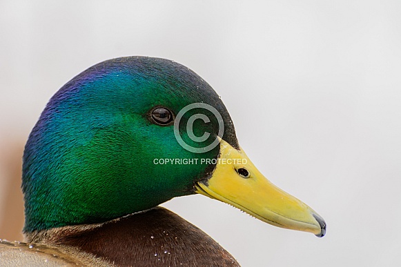 Mallard