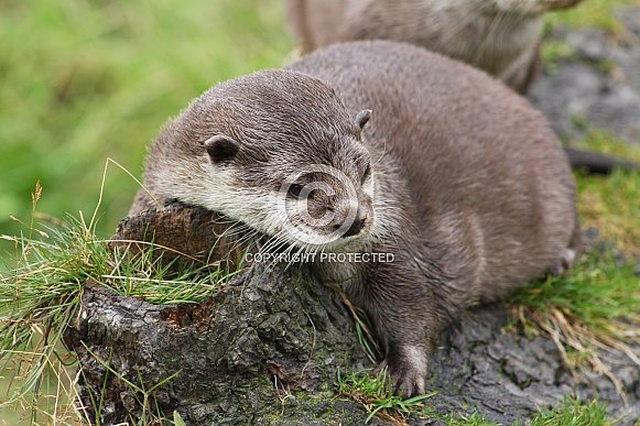 Asian short clawed otter Asian short clawed otter