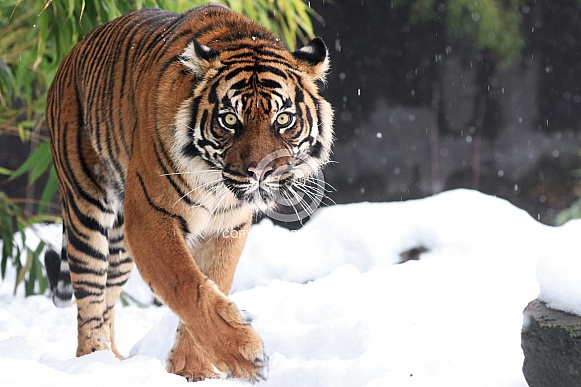 Sumatran tiger