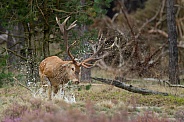 Red Deer during mating season