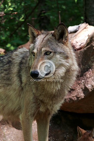 Wolf and Wolf Pups