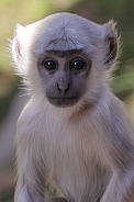 Bengal  Hanuman Langur (Semnopithecus Entellus)