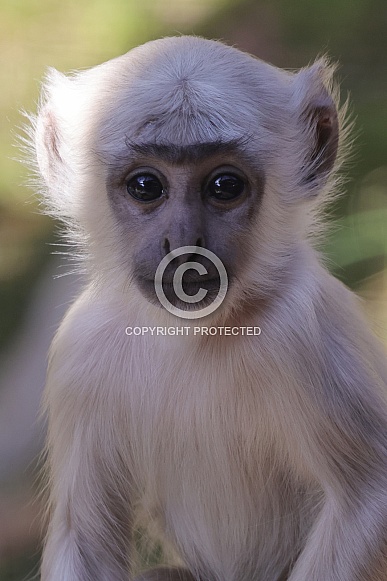 Bengal  Hanuman Langur (Semnopithecus Entellus)