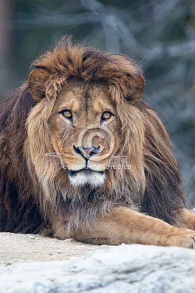 Barbary lion portrait
