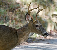 White tail deer