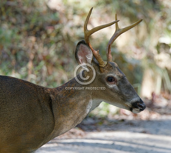 White tail deer