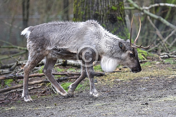 Reindeer