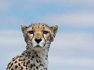 Cheetah