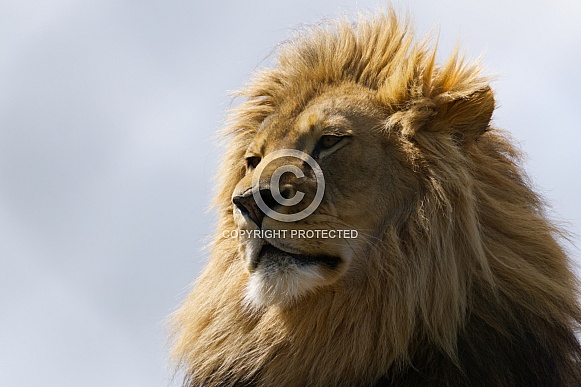 African Lion