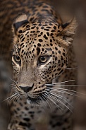 Sri Lankan Leopard
