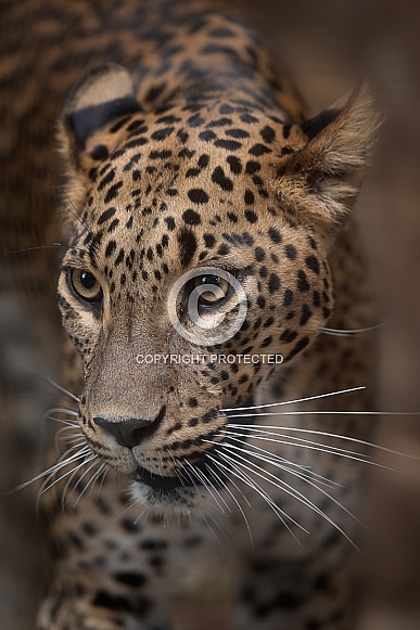 Sri Lankan Leopard