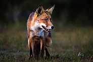 Red fox close-up