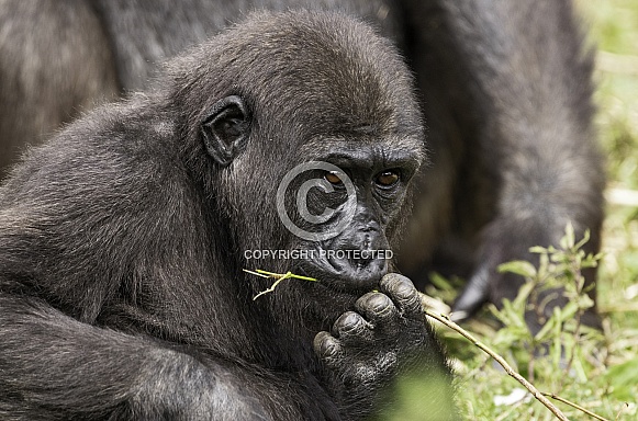 Western Lowland Gorilla Youngster Western Lowland Gorilla Youngster