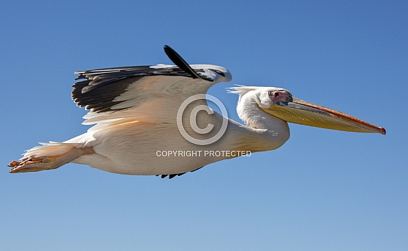 Great White Pelican - Namibia