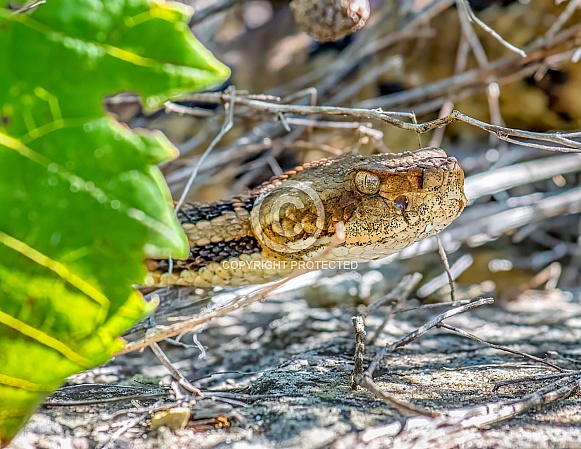 Timber Rattlesnake