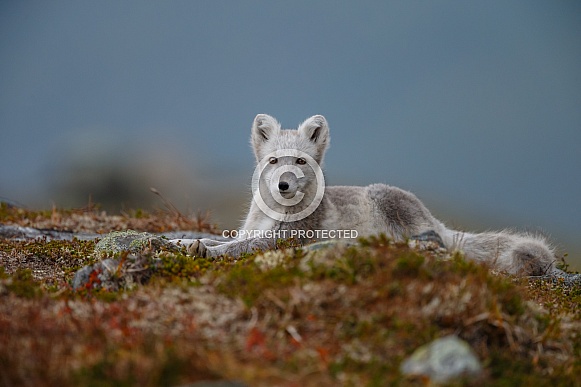 Arctic fox