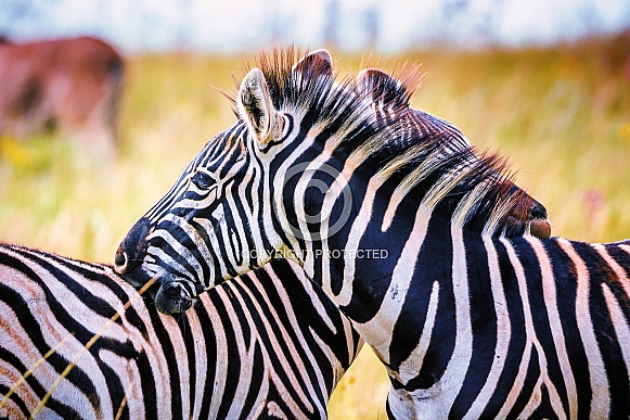 Zebra Zebra