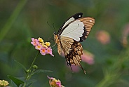 Mocker Swallowtail