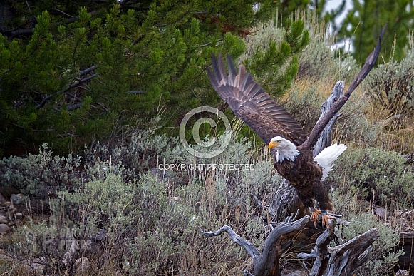 Bald Eagle Preparing for Flight