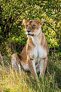 Lioness keeping watch