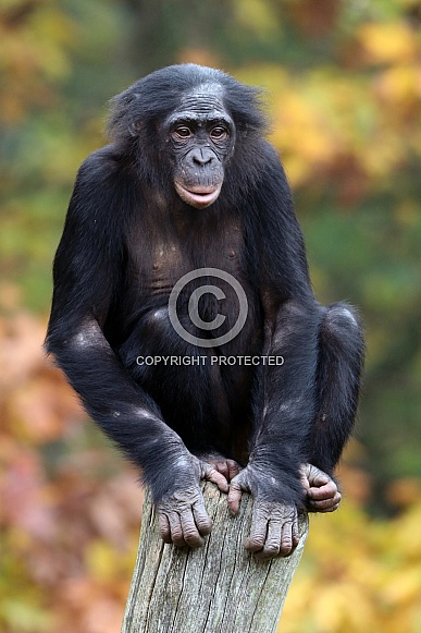 Bonobo (Pan paniscus)