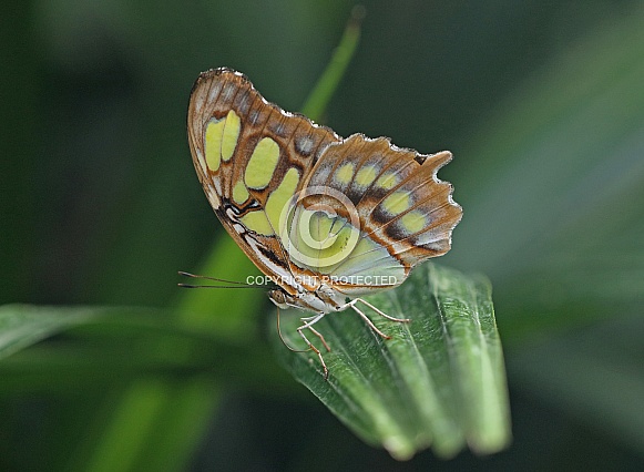 Malachite