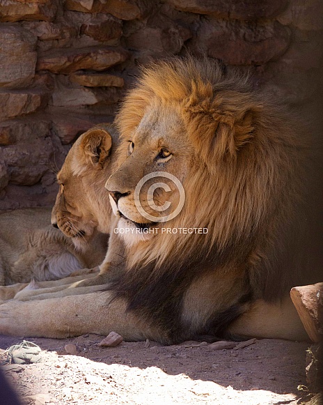 Lion and lioness