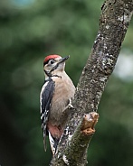 greater spotted woodpecker young